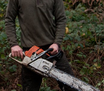 Tree Surgery tree surgery in sussex
