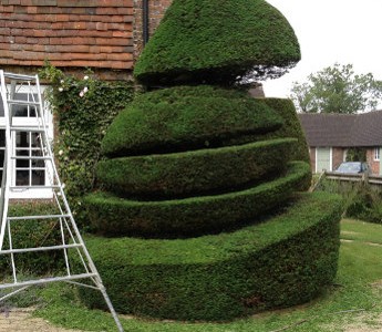 Hedge Cutting hedge cutting