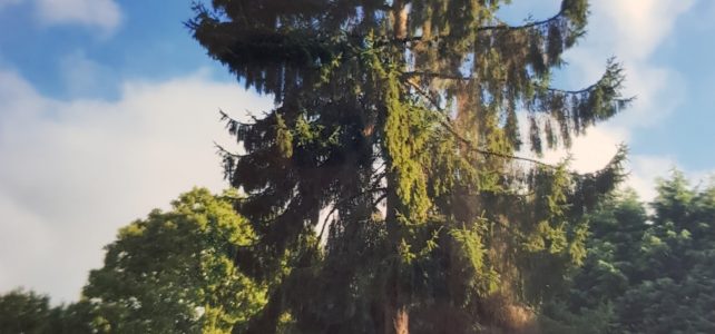 Felling A Large Tree Felling A Large Tree