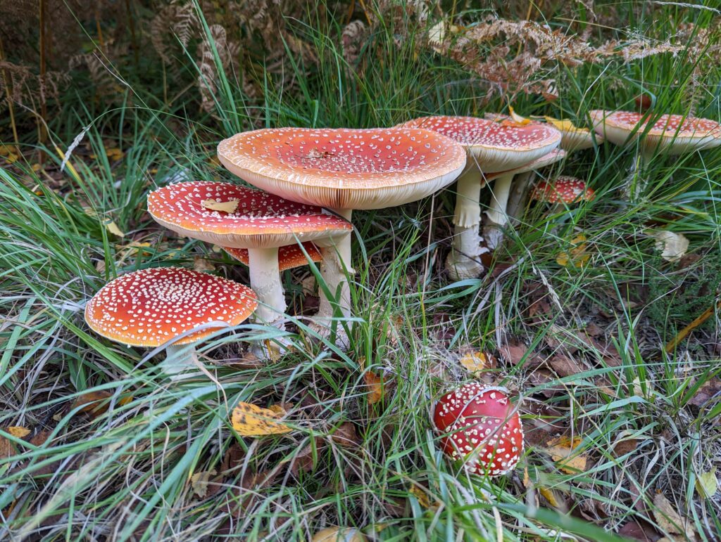 Gardening in October